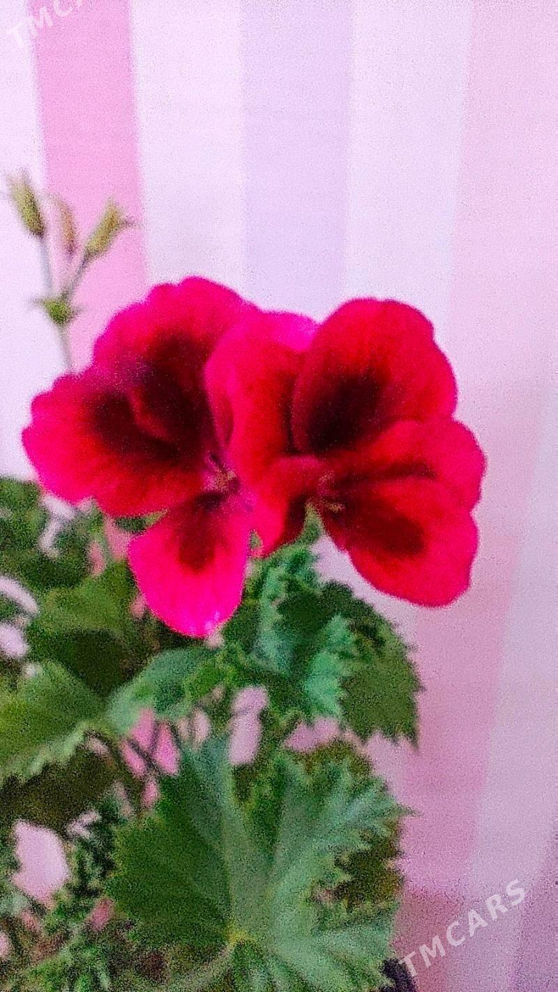 Аглонема Даймонд - Ruhabat (90-njy razýezd) - img 1