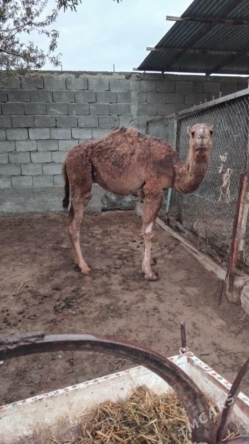 torymly duye - Gökdepe - img 1