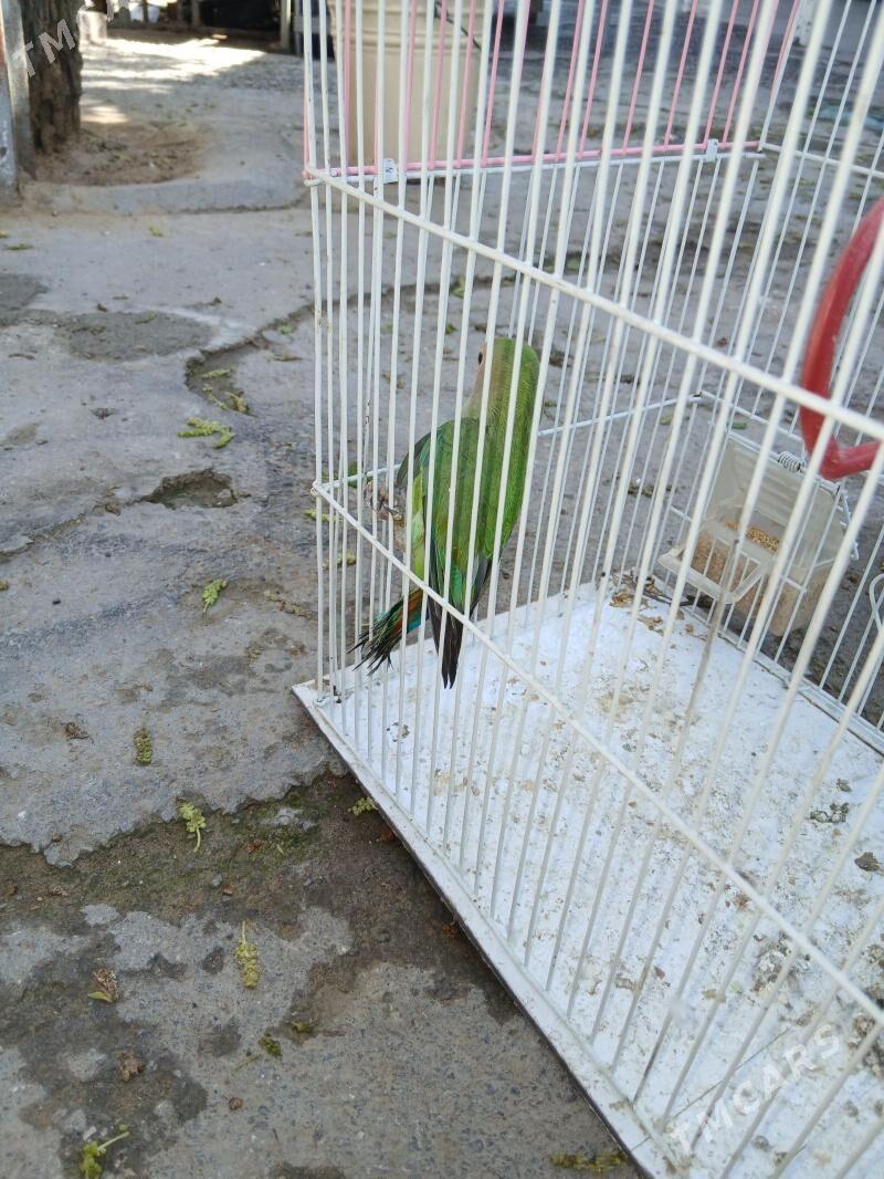 popugaý nerazlusik - Hitrowka - img 1