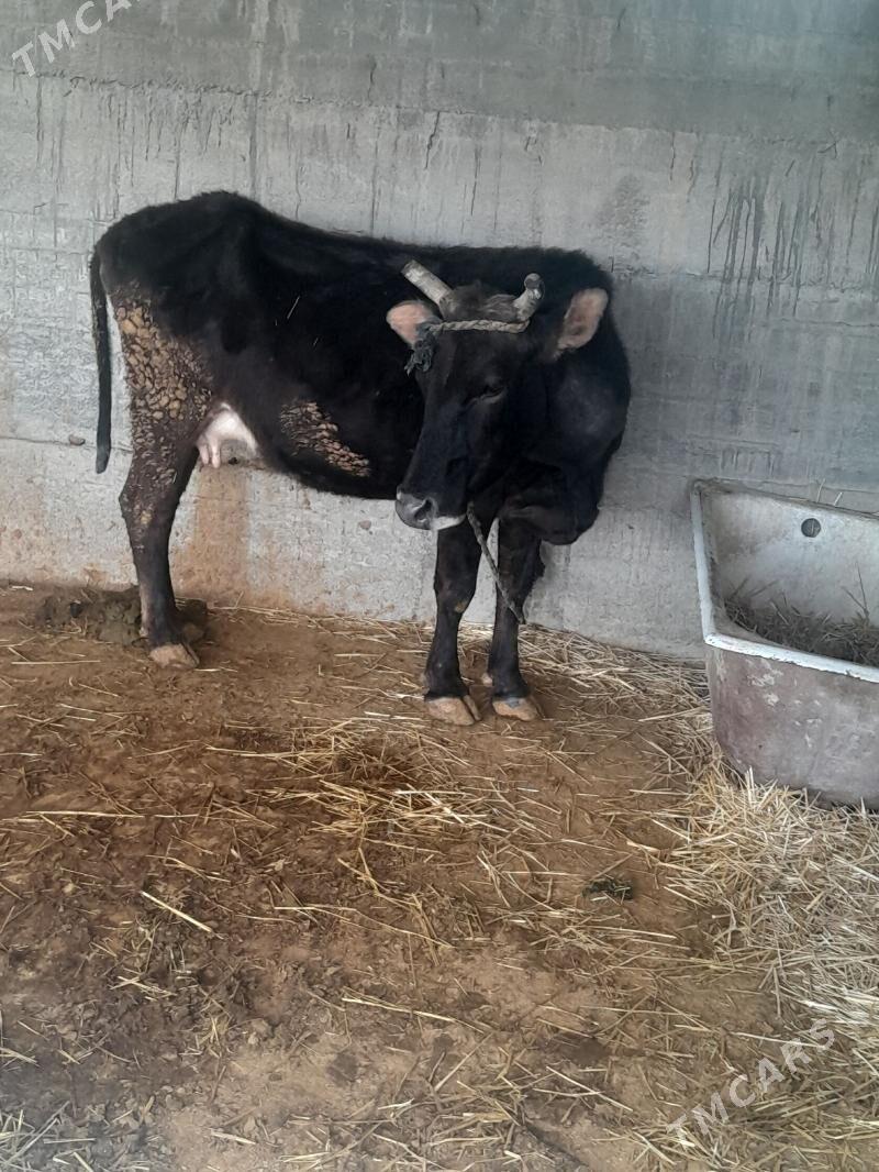 BOGAZ SYGYR - Gökdepe - img 1