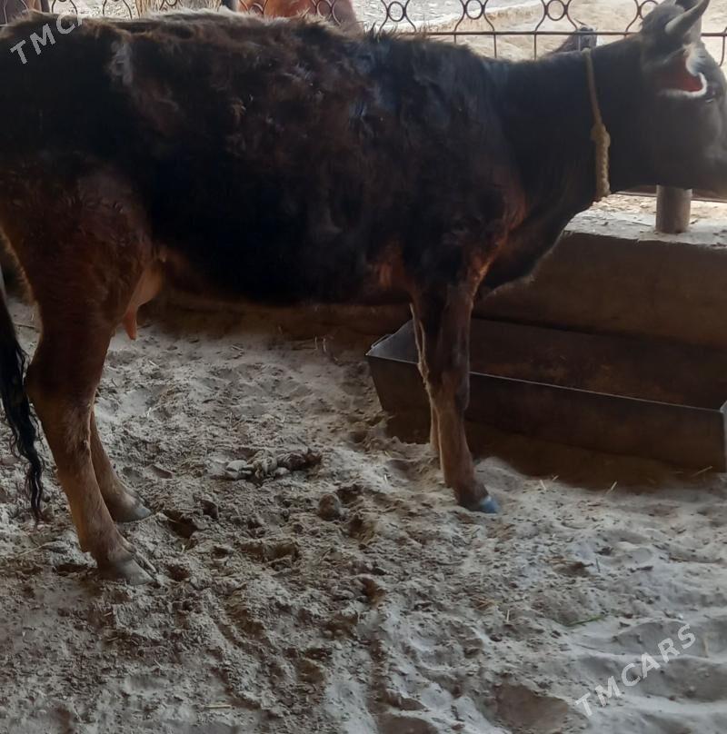 Goleli sygyr - Gyzylarbat - img 1