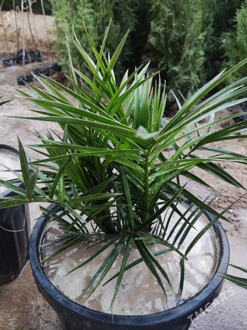 Palma Hurma - Ашхабад - img 1