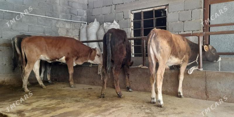 öküz - Büzmeýin - img 1