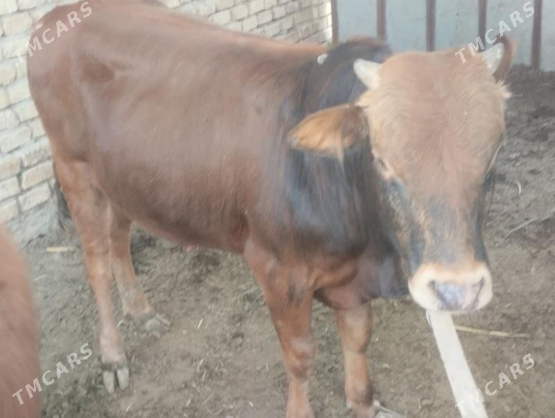 Okuzler - Mary - img 1