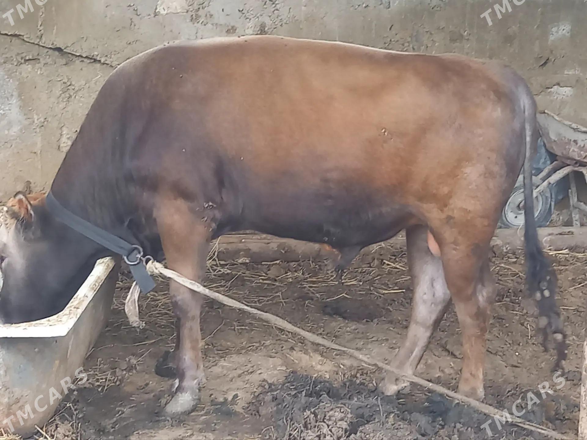 okuz - Bagyr - img 1