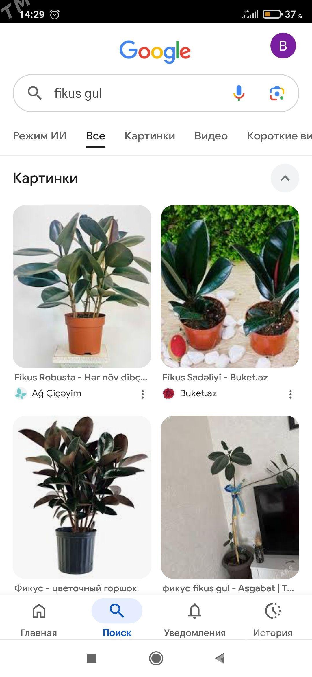 Domaşny güller - Mary - img 1