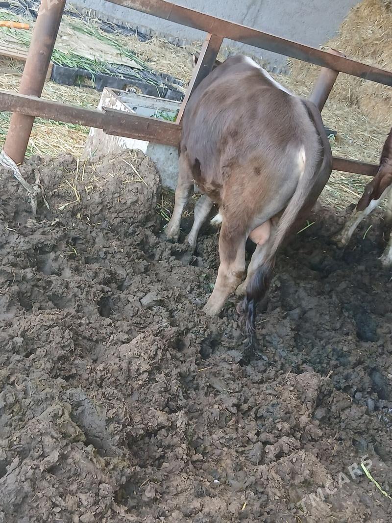 șwes öküz - Ак-Бугдайский этрап - img 1