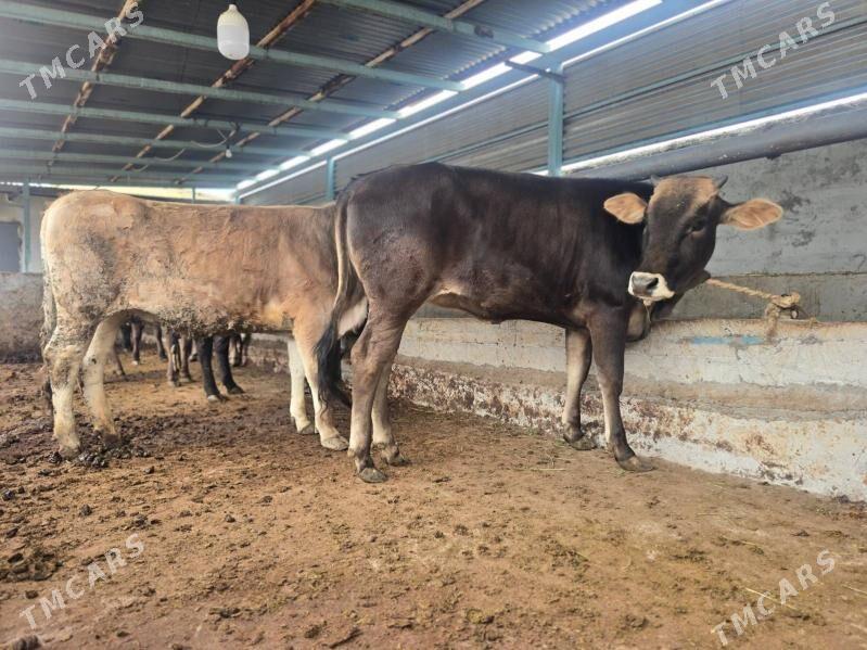 Semiz 6sany Tüwe - Aşgabat - img 1