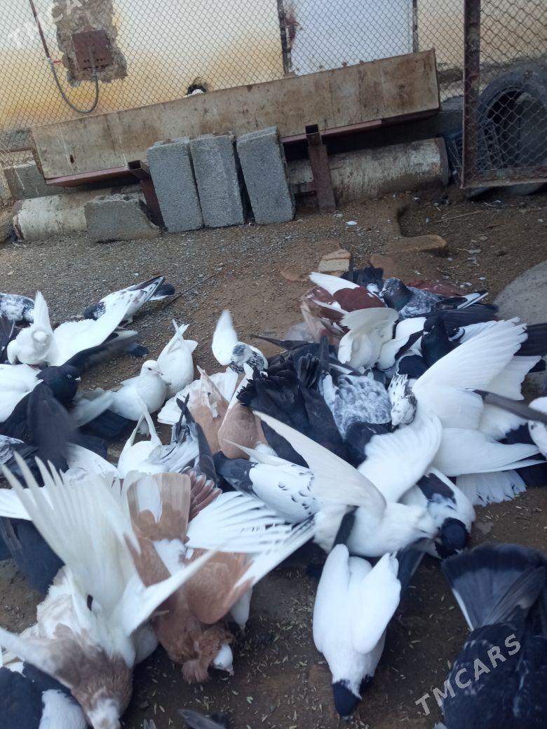 kepderi - Ак-Бугдайский этрап - img 1