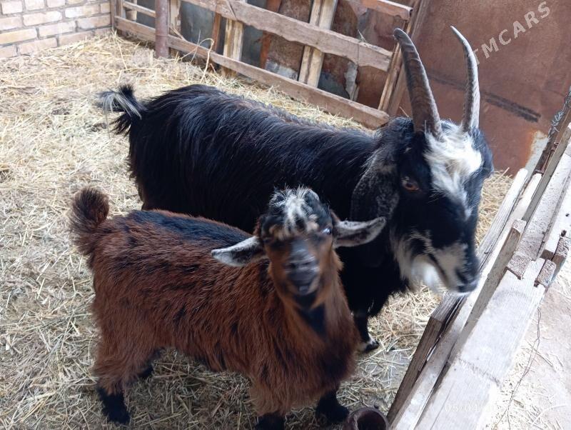 owlak geci - Farap - img 1