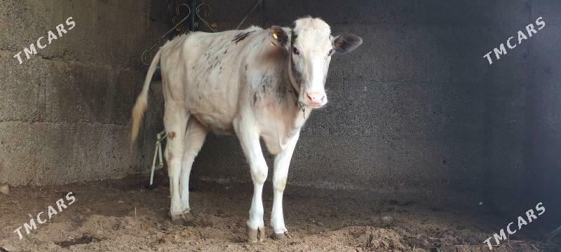 Bogaz Tuwe Blu - Herrikgala - img 1