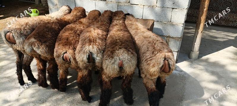 Bakylan Tokly - Änew - img 1