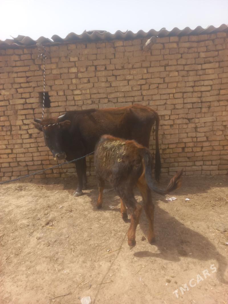 uly göleli sygyr bogazlar - Baýramaly - img 1