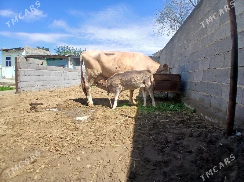 goleli. sygyr. - Bäherden - img 1