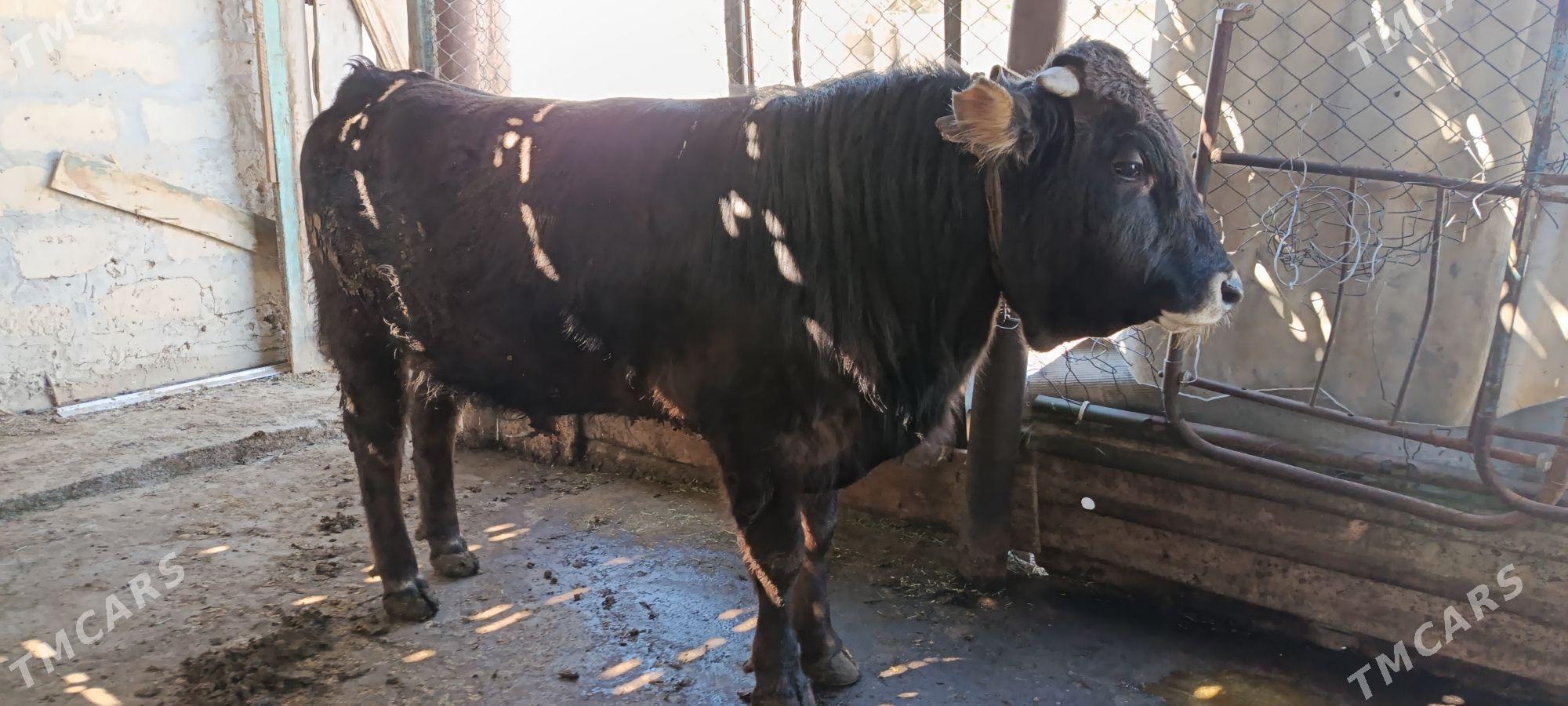 Öküz - Gyzylarbat - img 1