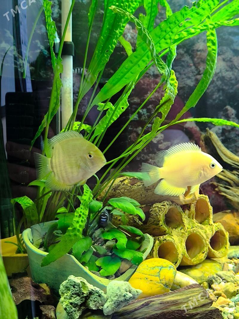 Seweyerum para - Podwoýski köç. (Bitarap Türkmenistan şaýoly) - img 1