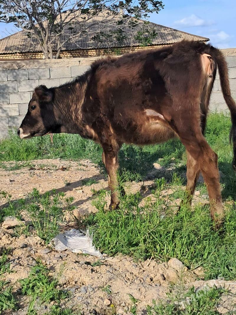 Tüwe - Гёкдепе - img 1