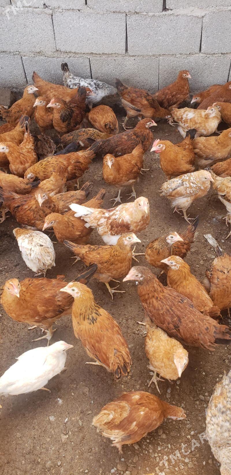 жюже - Ак-Бугдайский этрап - img 1