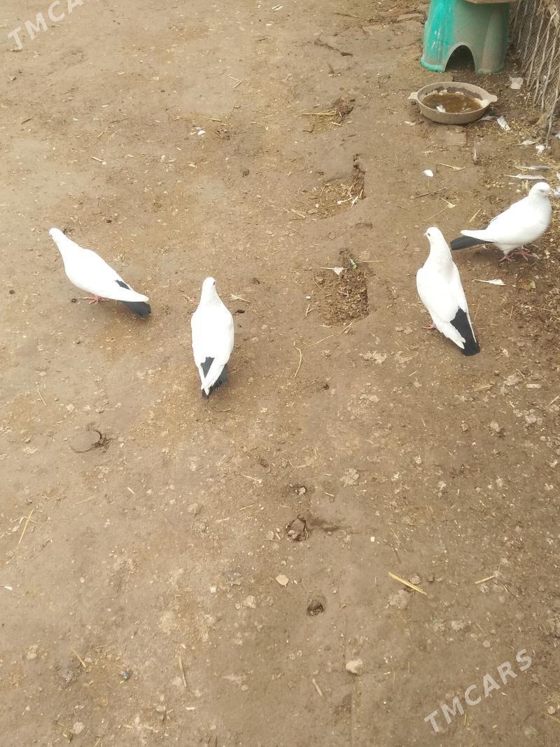 kepter - Türkmenabat - img 1