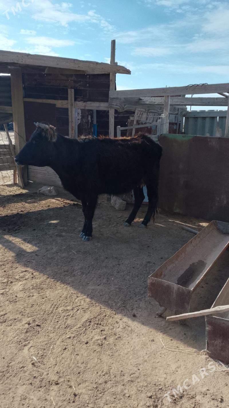 Göleli sygyr - Эсенгулы - img 1