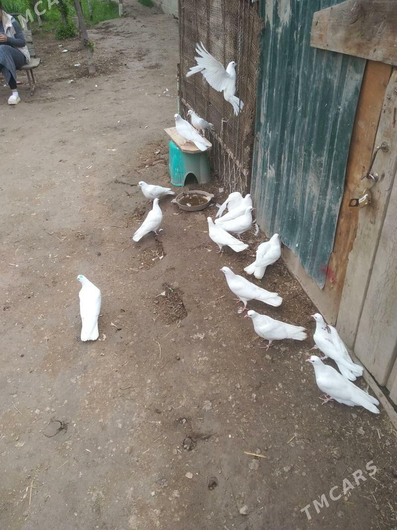 kepter - Türkmenabat - img 1