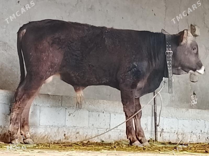 swes okuz - Aşgabat - img 1