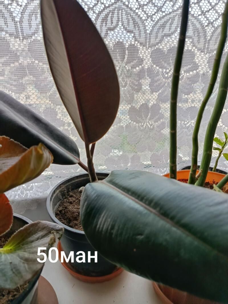 цветы,gūller - Ашхабад - img 1