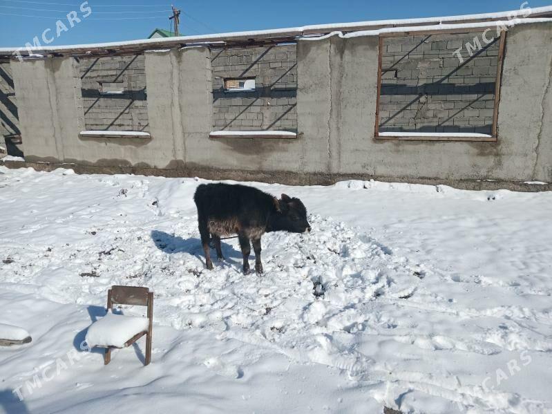 ÖKIZJIK.6aý - Гёкдепе - img 1