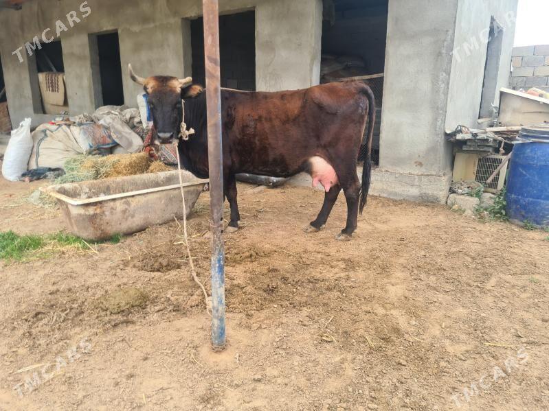 gòleli sygyr - Gurtly - img 1