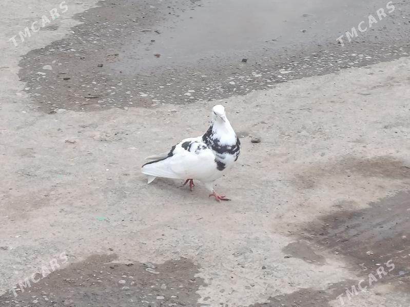 kepder - Türkmenabat - img 1