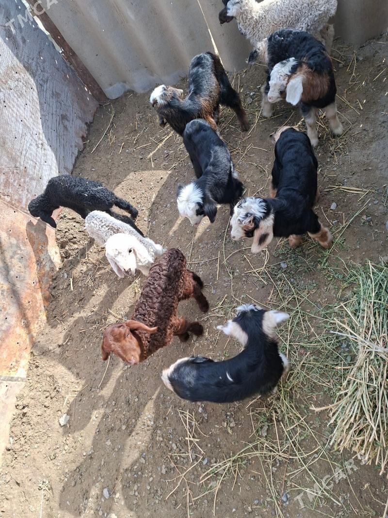 guzy we owlak ota duran - Gökdepe - img 1