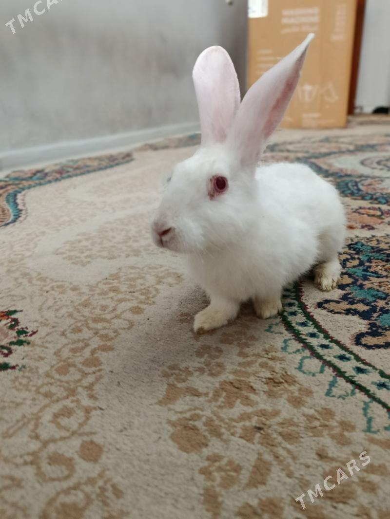 Towşan - Aşgabat - img 1