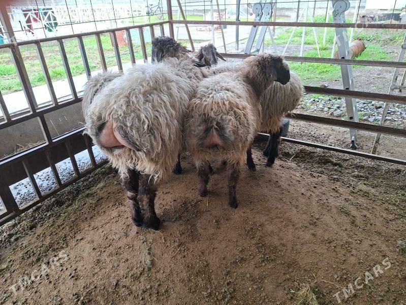 işek tokly goÿun. - Гёкдепе - img 1