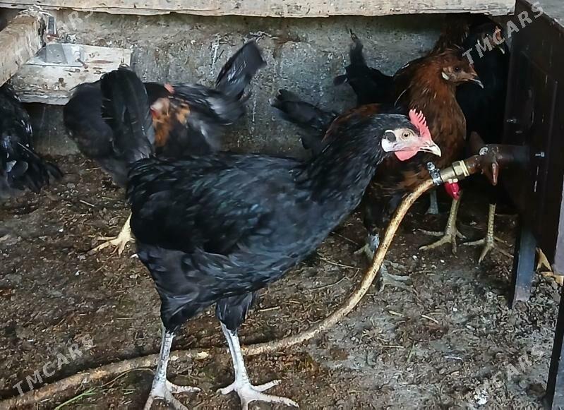 Horaz - Багир - img 1