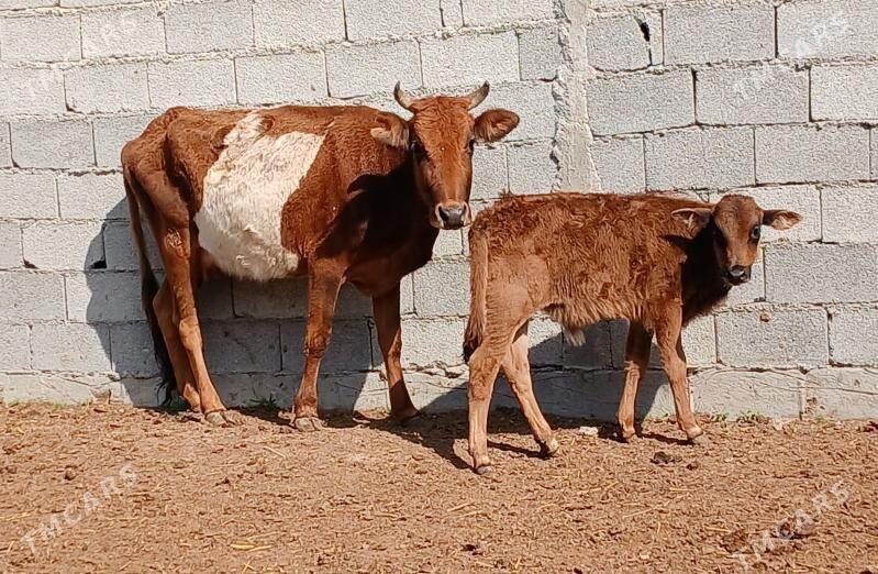 goleli sygyr - Херрикгала - img 1