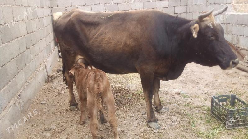 gölgeli Sygyr - Tejen - img 1