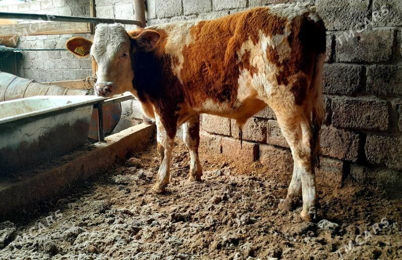 Okuz - Туркменабат - img 1