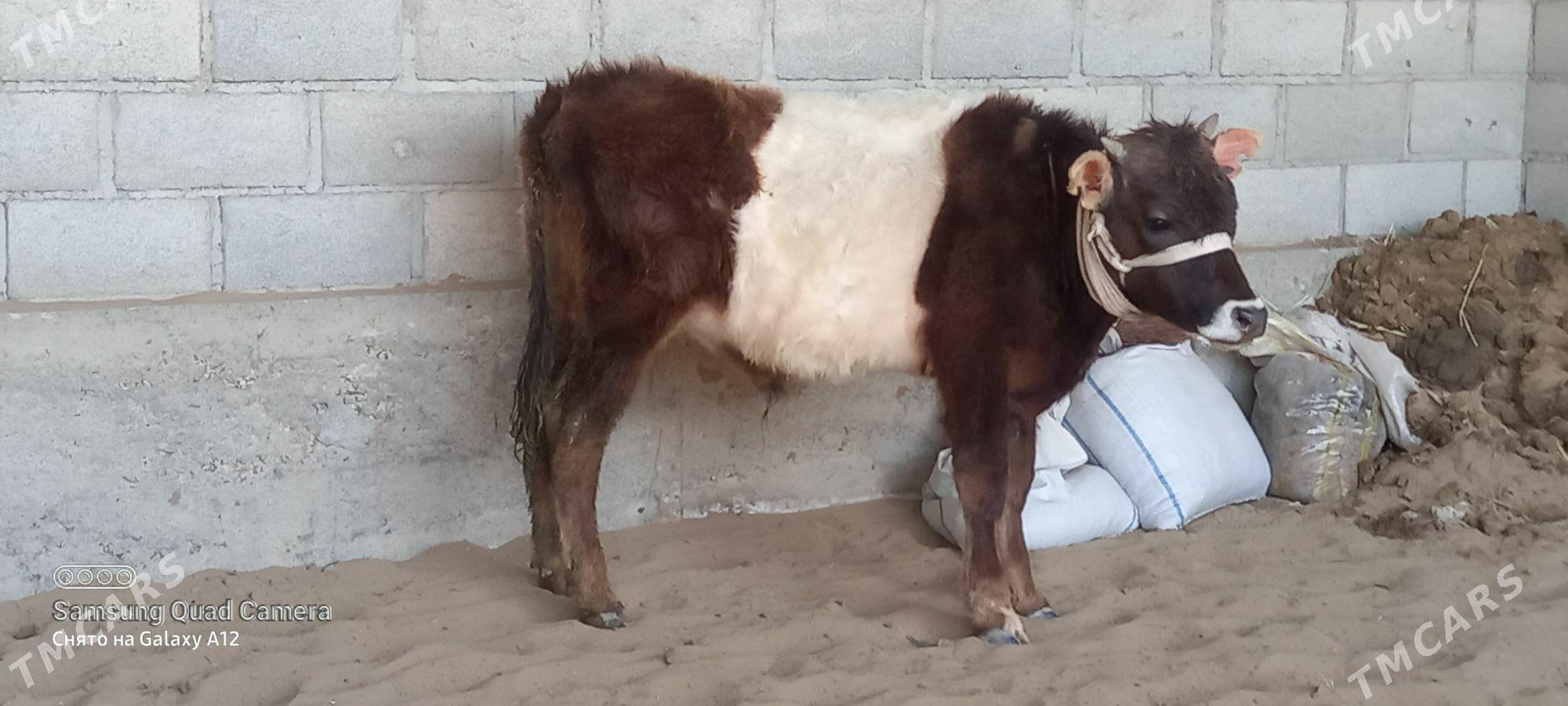 okuz - Гумдаг - img 1