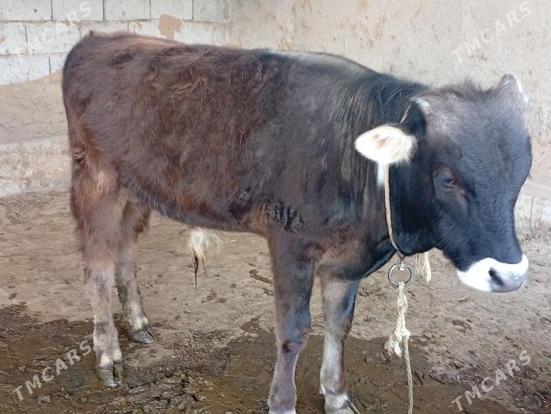 öküz - Гёкдепе - img 1