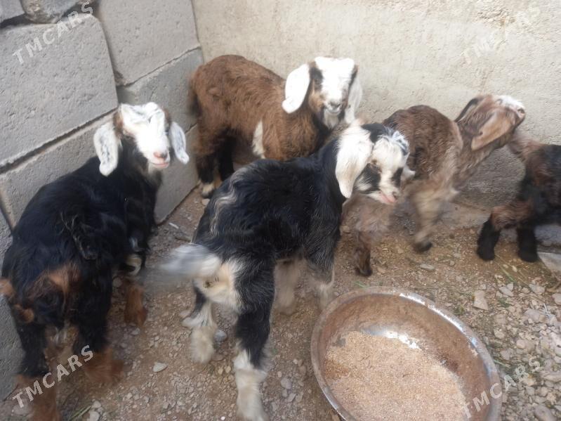 Owlak - Balkanabat - img 1