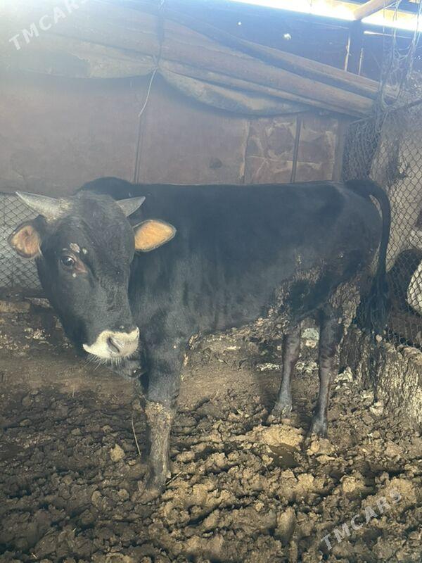 okuz - Bagyr - img 1