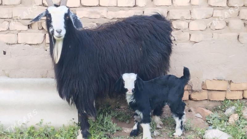 OWLAKLY GEÇI - Kaka - img 1