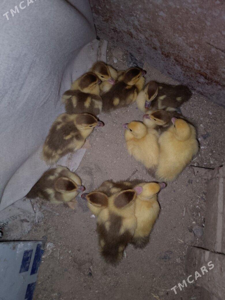 ordek - Sakarçäge - img 1