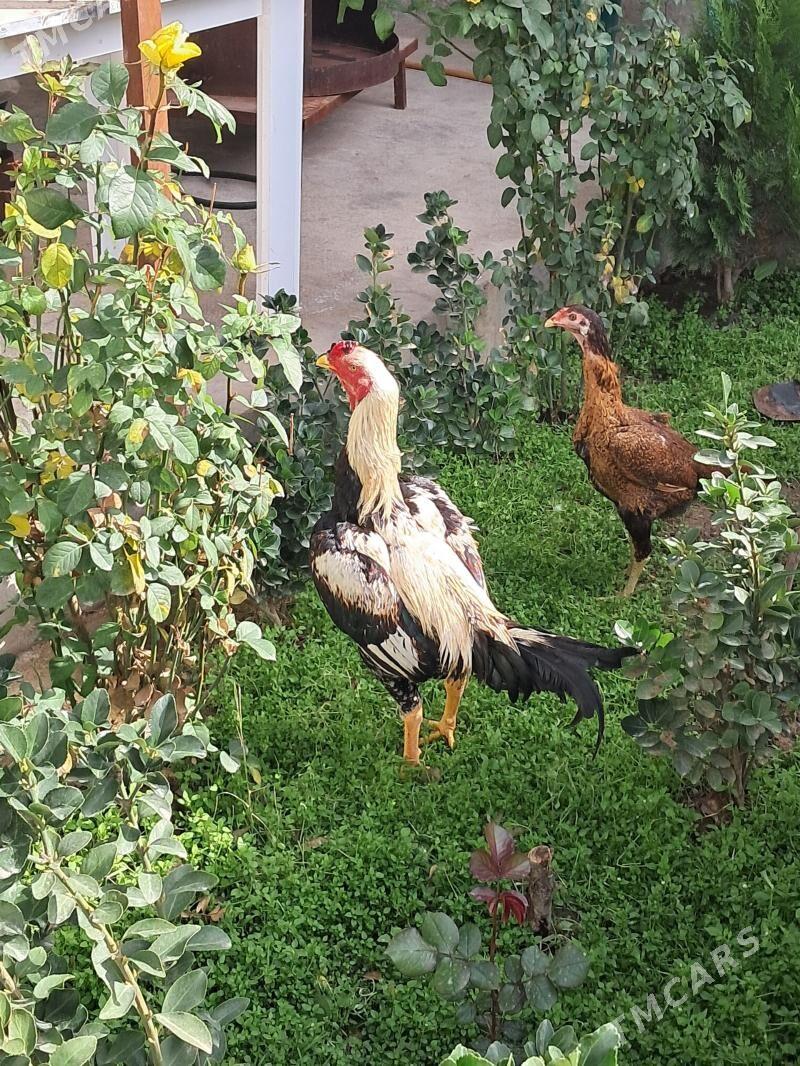 taskent - Чоганлы - img 1