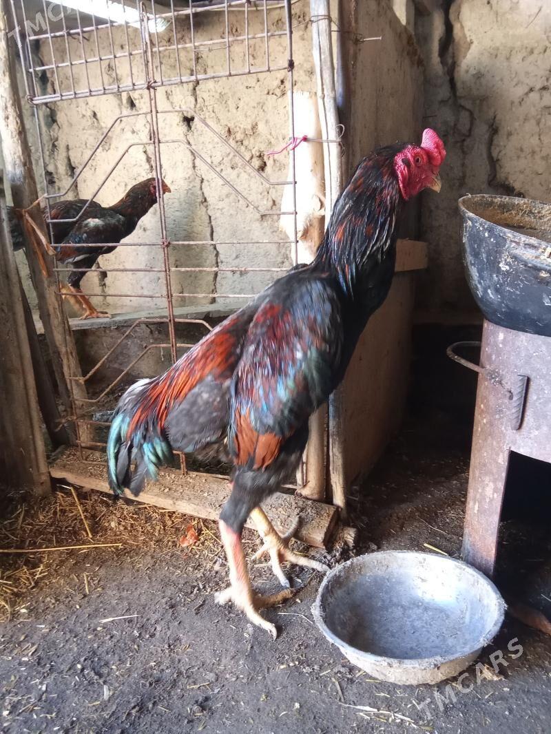 parodo horaz - Гурбансолтан Едже - img 1