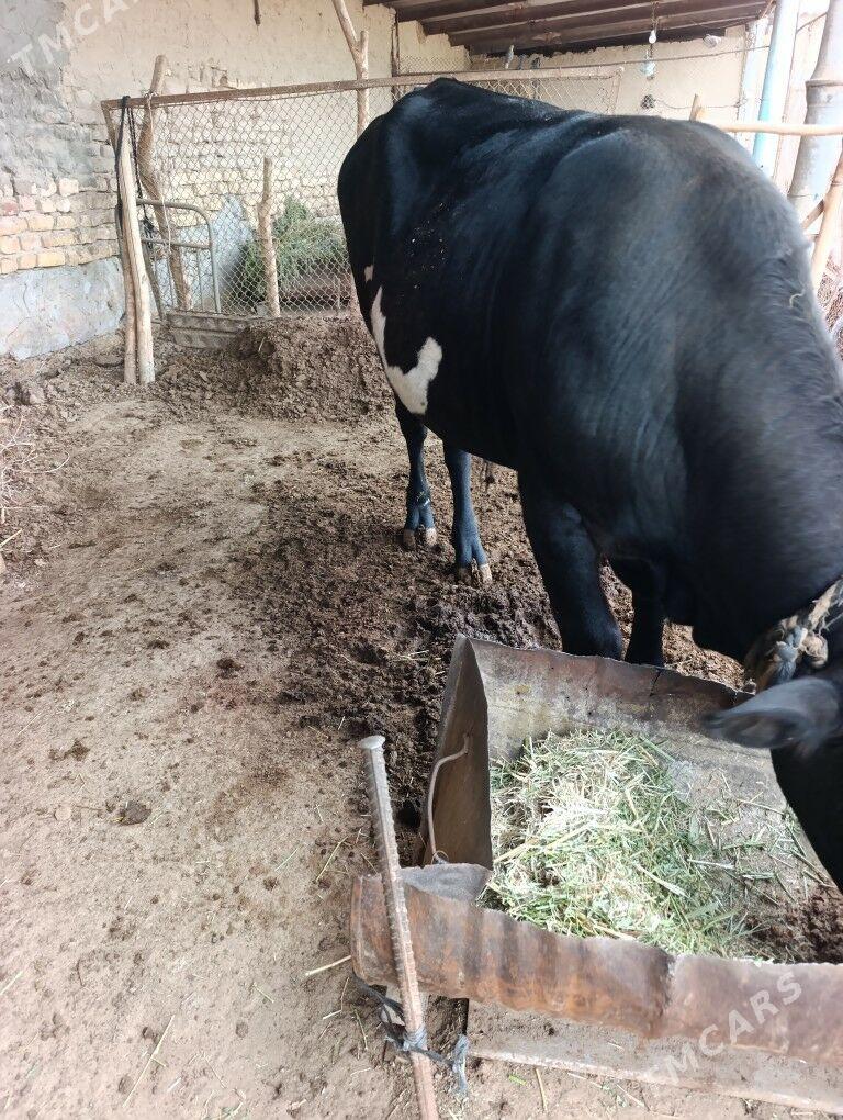 Bakylan öküzce - Мары - img 1