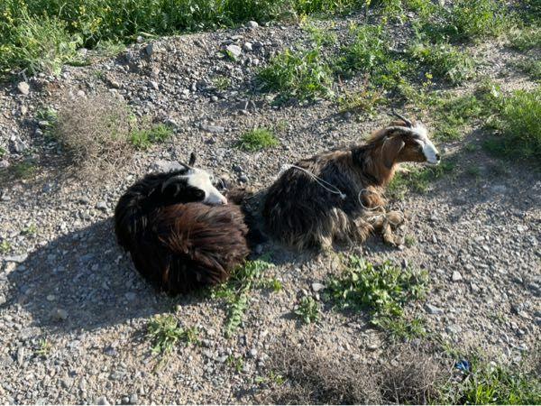 cewis - Bagyr - img 1