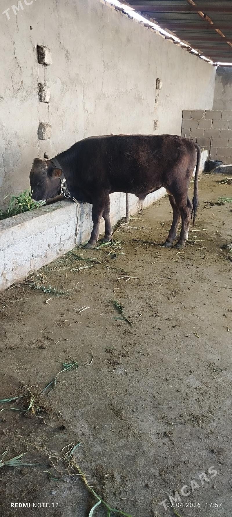 swes okuz - Aşgabat - img 1