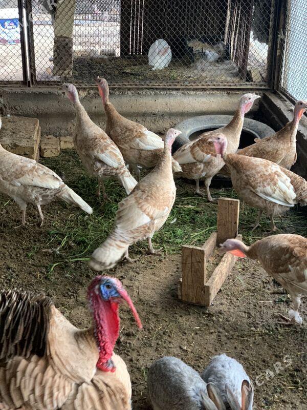 maki induklar - Mary - img 1