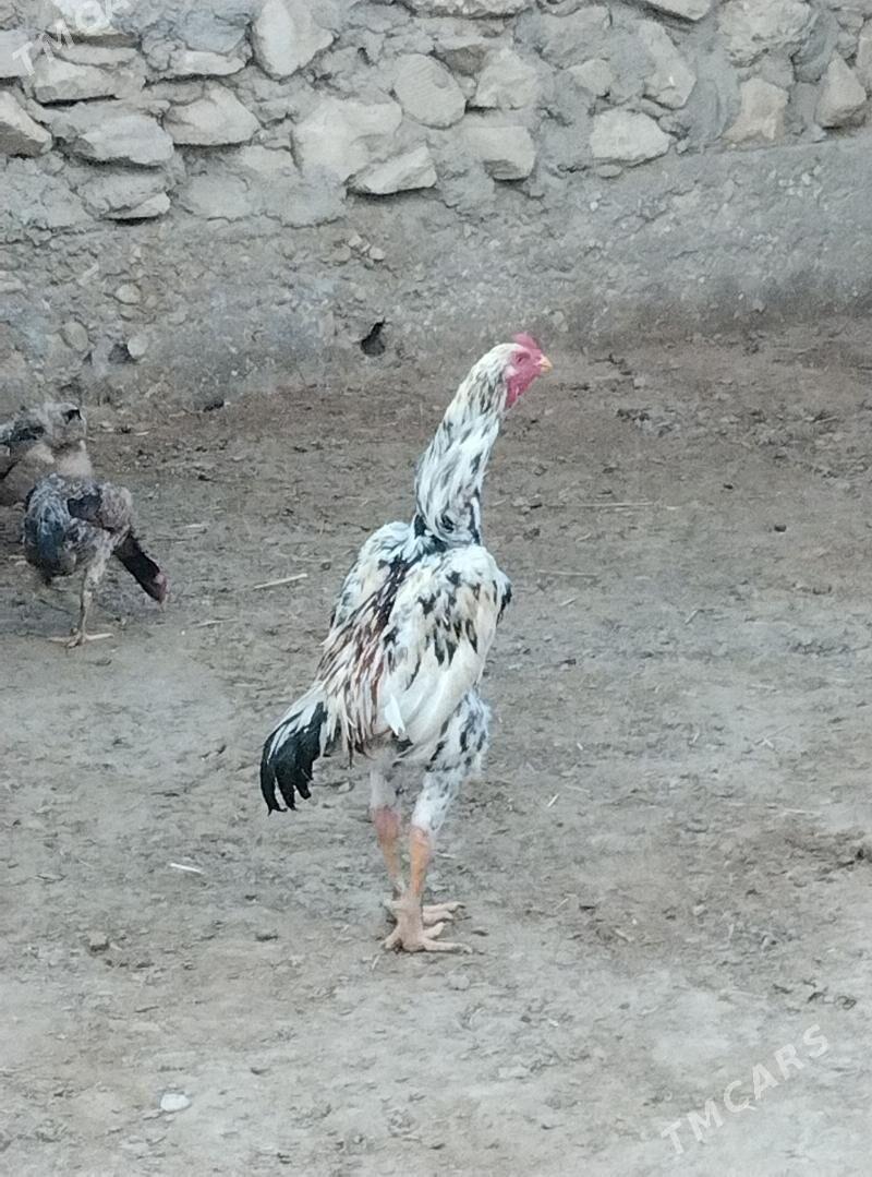 TASKENT HORAZ - Esenguly - img 1